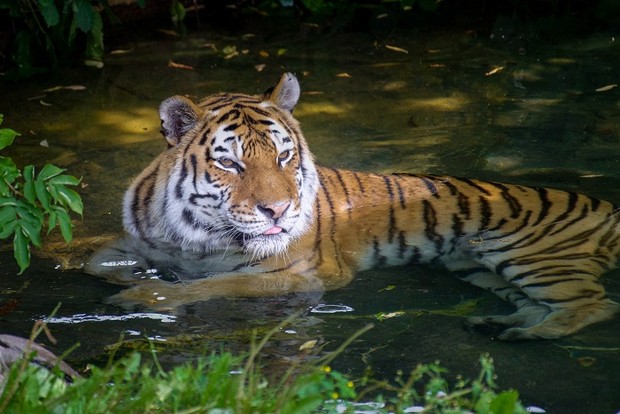 Harimau Sumatra yang diburu orang tidak bertanggung jawab/ Foto: pexels.com/Andrew Patrick