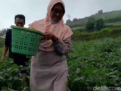 Siasat Petani Kentang di Brebes Hadapi Murahnya Hasil Panen
