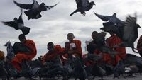 Ketika Biksu Cilik Memberi Makan Merpati