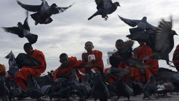 Ketika Biksu Cilik Memberi Makan Merpati