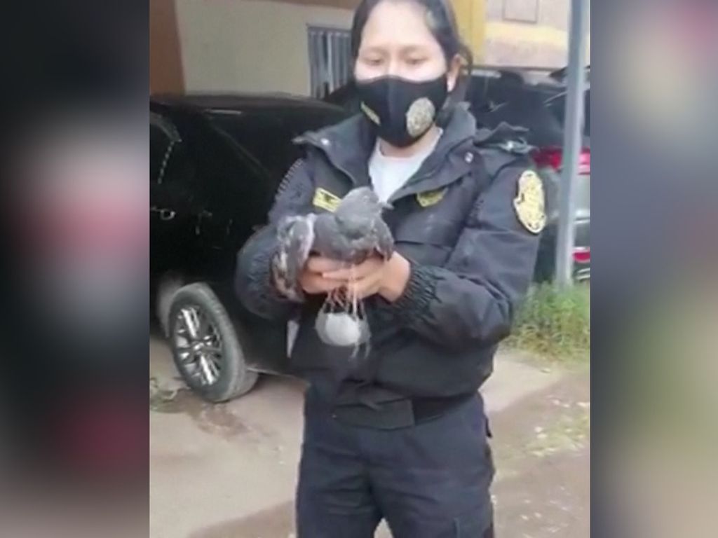 Bisa Banget! Narkoba Diselundupkan ke Sel Pakai Merpati di Peru Bisa Banget! Narkoba Diselundupkan ke Sel Pakai Merpati di Peru