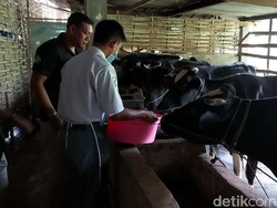 Probiotik Buatan Pelajar SMKN Puspo Pasuruan Bantu Peternak Cegah Wabah PMK