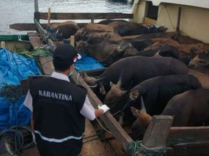 Ada Wabah PMK, Sapi Masuk Jalur Pelabuhan di Sultra Diperiksa Ketat Ada Wabah PMK, Sapi Masuk Jalur Pelabuhan di Sultra Diperiksa Ketat