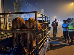 Lalu Lintas Sapi di Mojokerto Dibatasi buat Cegah Penyebaran PMK