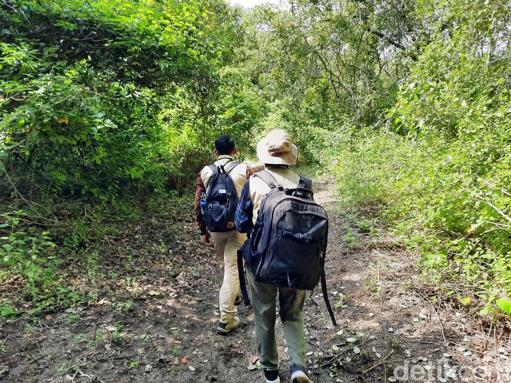Menjelajah Hutan di Bali Barat, Menyelami Makna Kehidupan Menjelajah Hutan di Bali Barat, Menyelami Makna Kehidupan
