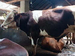 Banyuwangi Pastikan Hewan Ternak Aman dari Wabah PMK Jelang Idul Adha