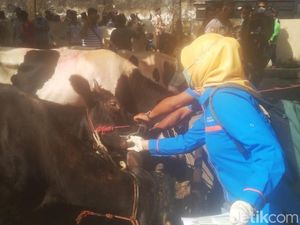 Puluhan Sapi Terjangkit PMK, Seluruh Pasar Hewan di Pasuruan Tutup