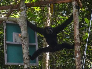 Sepasang Owa Ungko Dilepasliarkan di Hutan Raya Riau