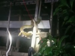 Ular Piton 3 Meter Nyaris Mangsa Ternak di Enrekang, Langsung Dibunuh Warga