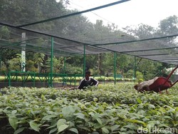 Cuma Modal Fotokopi KTP, Warga Bisa Dapat Bibit Pohon Gratis