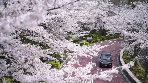 A taxi drives along a row of blooming cherry blossoms Thursday, March 31, 2022, in Tokyo. Cherry blossoms, or 