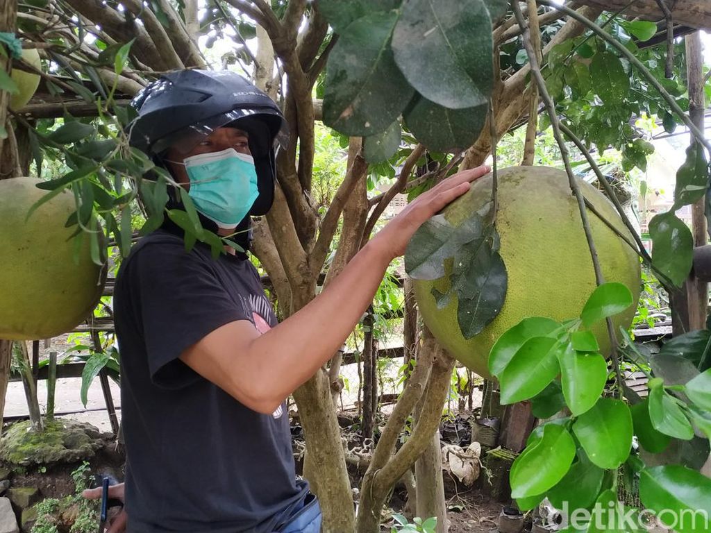 Wow! Jeruk Bali Raksasa Milik Warga Blitar Ini Sebesar Helm