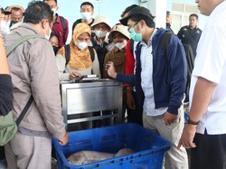 KKP Simulasikan PNBP Pascaproduksi di Pelabuhan Mayangan