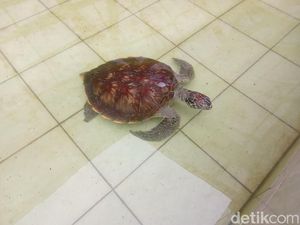 Pelestari Penyu di Batuhiu, Setia Merawat Meski Pakai Kocek Sendiri