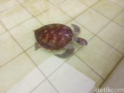 Pelestari Penyu di Batuhiu, Setia Merawat Meski Pakai Kocek Sendiri