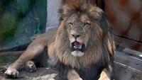 30 Singa dan Harimau Akhirnya Dievakuasi Setelah Hidup yang Memprihatinkan