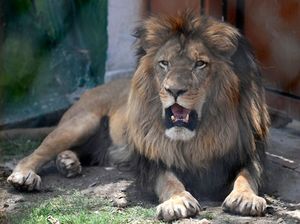 Singa Kabur dari Kandang Berujung Ditembak Mati