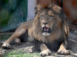 Singa Kabur dari Kandang Berujung Ditembak Mati