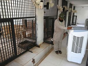 Pakistan Panas Banget, Kandang Singa Sampai Dipasangi AC