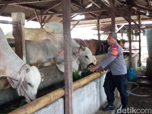 Kisah Polisi di Cirebon Raup Omzet Rp 1 Miliar dari Ternak Sapi