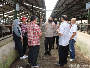 Satu Peternakan di Cianjur Lockdown Imbas 3 Sapi Positif PMK