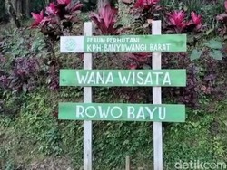 Trip Khusus Jelajahi Rowo Bayu Tempat Cerita Film KKN di Desa Penari