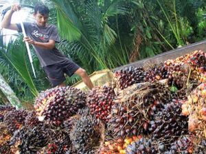 Sub Holding BUMN Kelapa Sawit IPO Tahun Depan, Incar Dana Rp 10 T Sub Holding BUMN Kelapa Sawit IPO Tahun Depan, Incar Dana Rp 10 T
