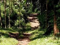 Bedanya Film KKN Desa Penari dengan Cerita Pemdes Bayu Banyuwangi