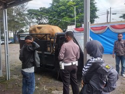 Tak Ada Surat Tanda Sehat, Sapi Sultan Ditahan Saat Masuk Sukabumi