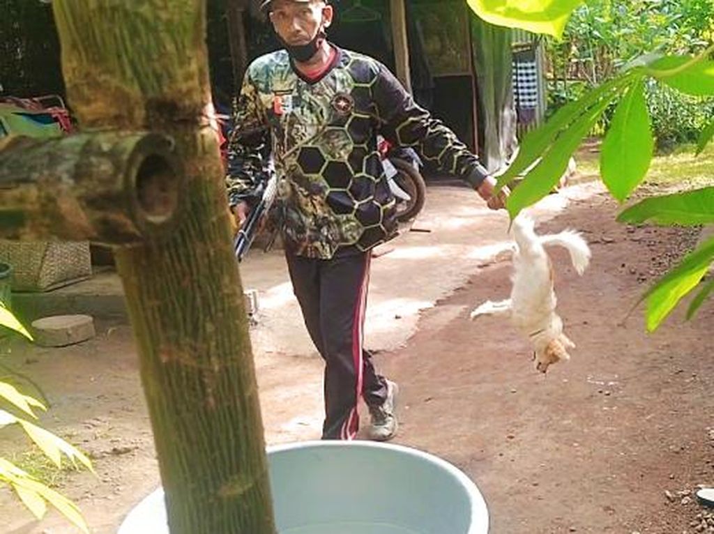 Kadistan Jembrana Heran Sampel Sebagian Besar Positif Rabies Kadistan Jembrana Heran Sampel Sebagian Besar Positif Rabies