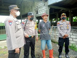 Blantik Sapi Lamongan Hasut Peternak Demi Keuntungan di Kala PMK Meningkat