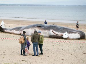 Jangan Terkecoh, Paus Terdampar di Inggris Ini Ternyata Patung Lho