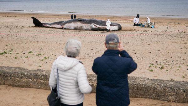 Ada Paus Terdampar di Pantai Inggris, Ternyata Aslinya Ini...