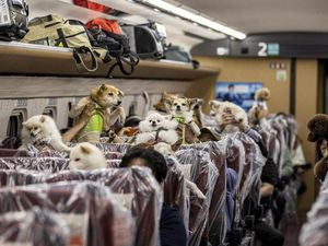Kabar Gembira buat Pemilik Anjing, Bisa Duduk Bareng Peliharaan di Shinkansen