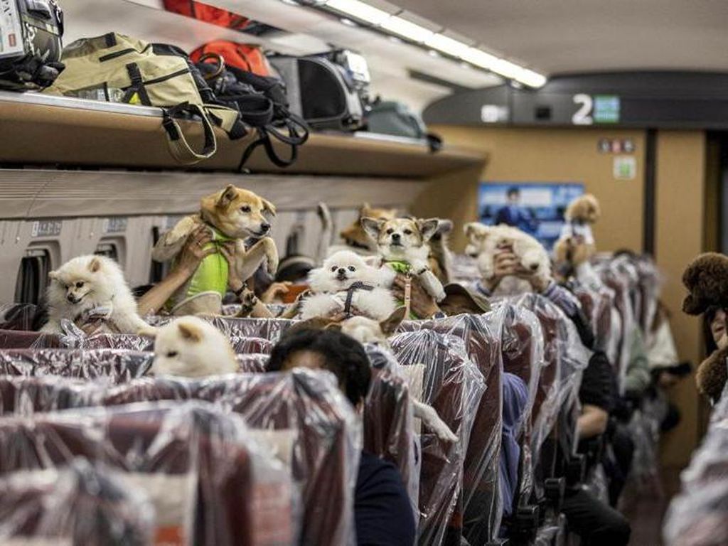 Kabar Gembira buat Pemilik Anjing, Bisa Duduk Bareng Peliharaan di Shinkansen Kabar Gembira buat Pemilik Anjing, Bisa Duduk Bareng Peliharaan di Shinkansen