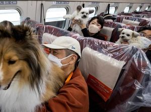 Baru Nih, Anjing Duduk Bareng Pemilik Saat Naik Shinkansen