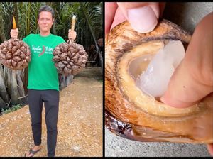 Bentuknya Unik, Food Vlogger Ini Terpesona dengan Buah Nipah