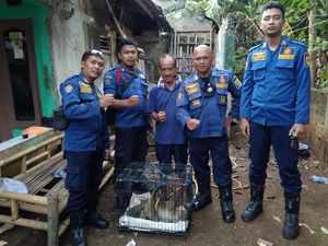 Wanita di Bogor Digigit Monyet Peliharaan, Terluka hingga 20 Jahitan