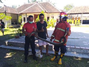 Ular Piton Panjang 3 Meter Masuk Rumah Warga di Karangasem