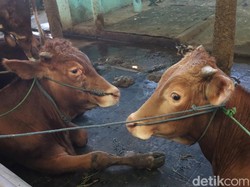 Kasus Cacar Sapi Ditemukan di Jabar Jelang Idul Adha