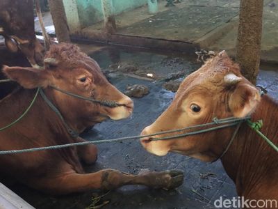 Ini Cara Peternak Sapi di Bandung Antisipasi Penyebaran PMK
