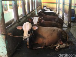 Mentan Pastikan Hewan Kurban Idul Adha Bukan dari Zona Merah PMK