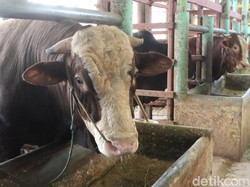 14 Sapi Terinfeksi PMK, Pasar Hewan Jonggol Bogor Lockdown 14 Hari