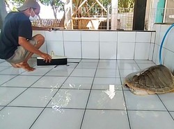 Kurma Asih, Dulu Pemburu, Kini Melepasliarkan 500 Ribu Tukik