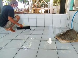 Kurma Asih, Dulu Pemburu, Kini Melepasliarkan 500 Ribu Tukik Kurma Asih, Dulu Pemburu, Kini Melepasliarkan 500 Ribu Tukik