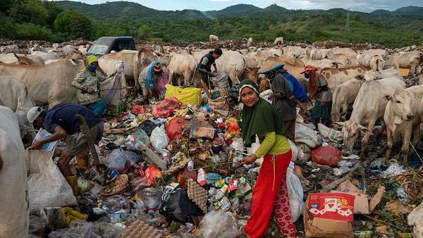 Duh, Sapi-sapi Ini Dibiarkan Makan di Tumpukan Sampah Saat PMK Mewabah