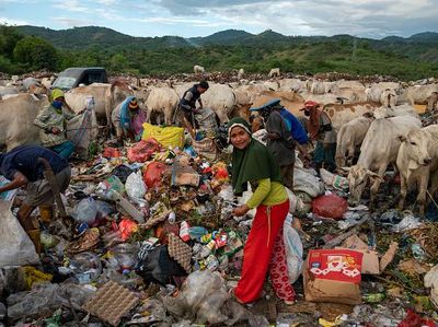 Duh, Sapi-sapi Ini Dibiarkan Makan di Tumpukan Sampah Saat PMK Mewabah