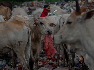 Daftar 15 Provinsi yang Terjangkit Penyakit Mulut dan Kuku Daftar 15 Provinsi yang Terjangkit Penyakit Mulut dan Kuku