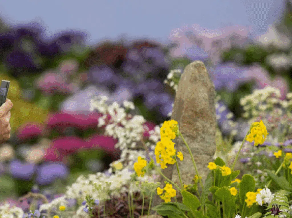 Menikmati Indahnya Bunga Bermekaran di Chelsea Flower Show