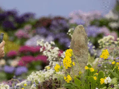 Menikmati Indahnya Bunga Bermekaran di Chelsea Flower Show